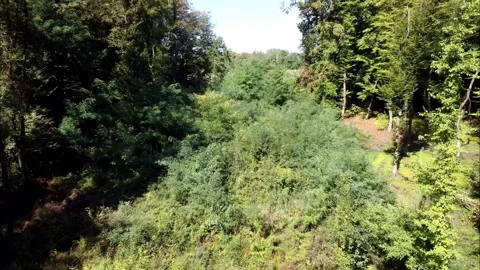 Flying Over Woods in Summer Stock Footage 315164762