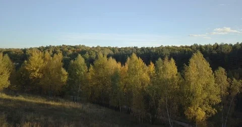 Flying over the yellow autumn trees Stock Footage