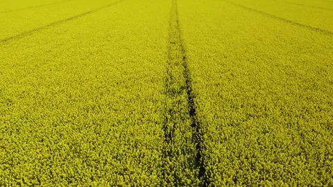 Flying over yellow-blooming rapeseed field with tractor tracks in the center Stock Footage 248250185