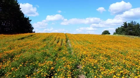 Flying over the yellow field of calendula. Bright orange field. Stock Footage 136834777