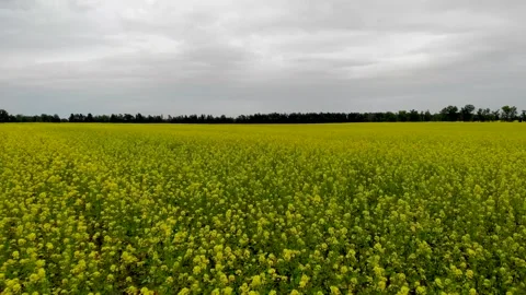 Flying over yellow fields 库存影片 243889908