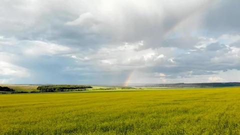 Flying over the yellow fields with a view of the rainbow. Video stock 113204599