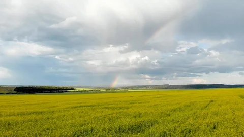 Flying over the yellow fields with a view of the rainbow. Video stock 113204600