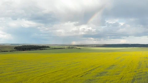 Flying over the yellow fields with a view of the rainbow. Video stock 113205281