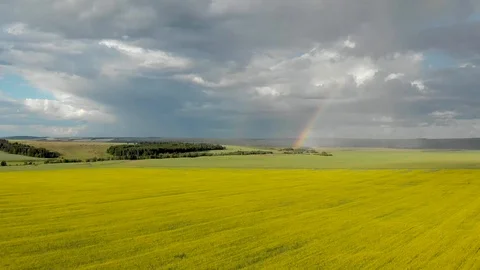 Flying over the yellow fields with a view of the rainbow. Video stock 113212857