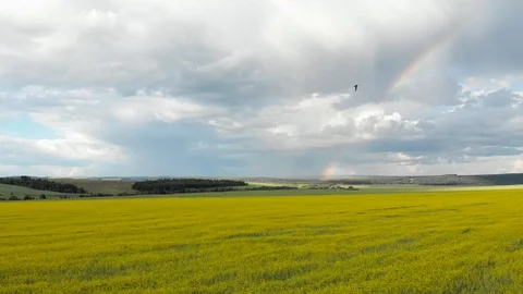 Flying over the yellow fields with a view of the rainbow. Video stock 113213345