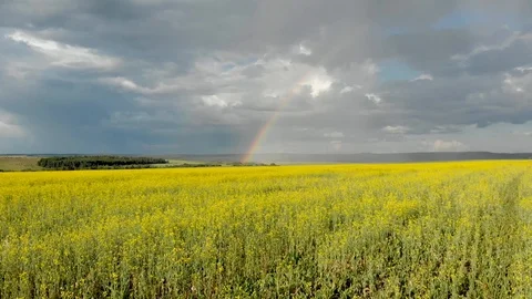 Flying over the yellow fields with a view of the rainbow. Video stock 113213610