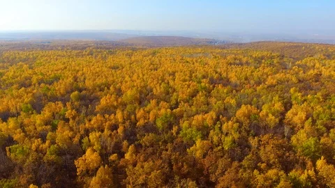 Flying over the yellow forest Stock Footage 97857386