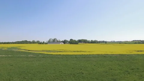 Flying over yellow rape field Stock Footage 101102217
