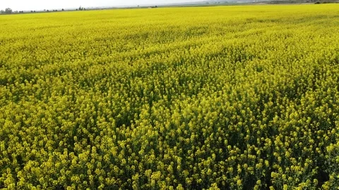 Flying over yellow rapeseed field countryside Spain cinematic drone shot 動画素材 332552910