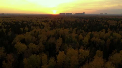 Flying over yellow trees to meet sun and city on horizon. Tall houses behind Stock Footage 220156299