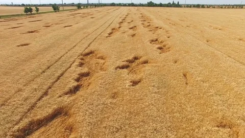 Flying over yellow wheat fields, aerial video Stock Footage 78116774
