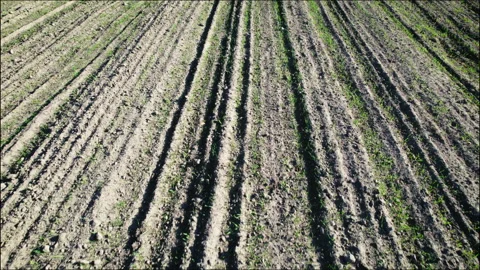 Flying over young shoots of grain growing in spring. Stock Footage 167792853