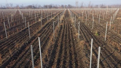 Flying over a young vineyard in winter Stock Footage 121641235
