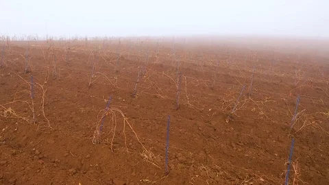Flying over a young vineyard in winter Stock Footage 121641432