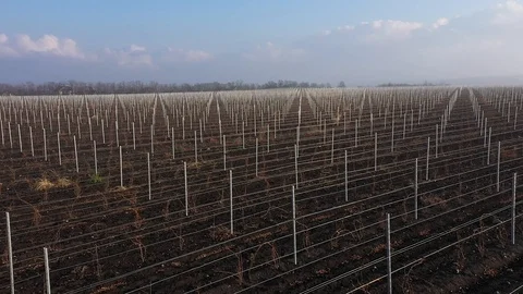 Flying over a young vineyard in winter Stock Footage 121641549