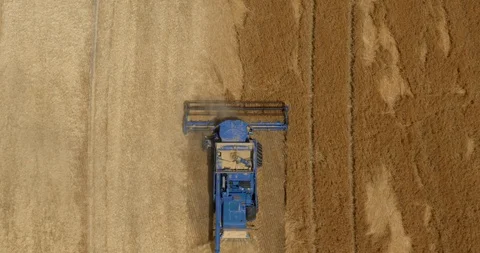 Flying overhead a blue combine, tractor, harvesting wheat. Stock Footage 92993647