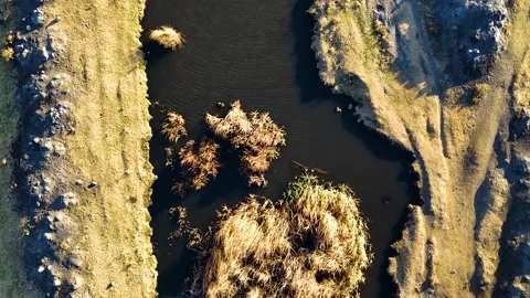 Flying overhead over the swamp Video stock 293802923