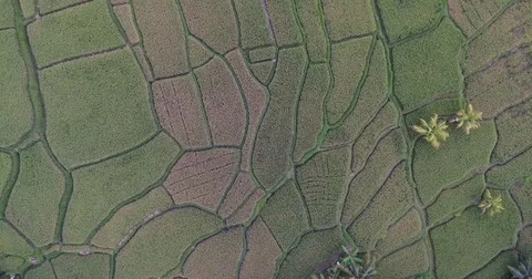 Flying overhead rice fields around the town of Ubud, Bali Video stock 73118071