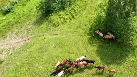 Flying overlooking the meadow where a herd of horses grazes. Stock Footage 114877369