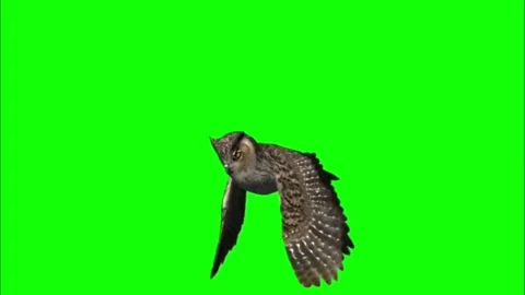 Flying owl motion graphics with green screen background Stock Footage 133302494