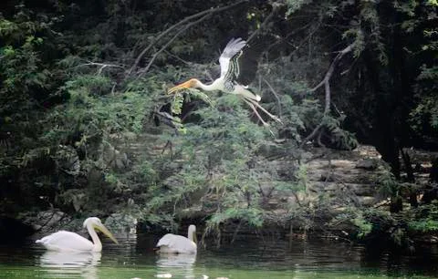 A flying painted stork Stock Photos