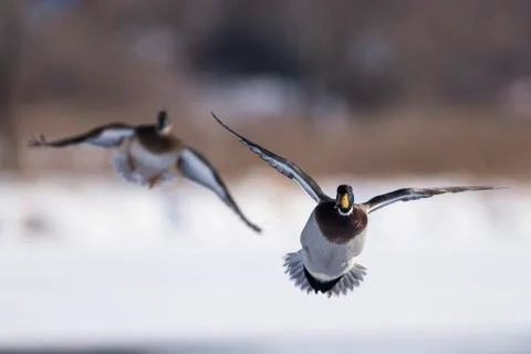 Flying Pair of Ducks Stock Photos