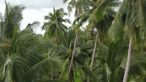Flying into the palm trees. Video stock 204069916