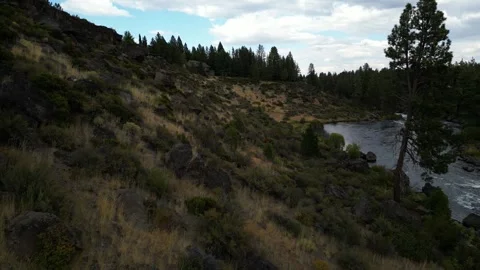Flying Parallel to River on River Bank with Trees and Grasses  Stock Footage 249821894
