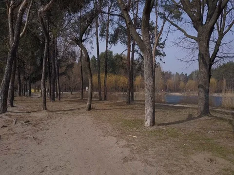 Flying in the park Stock Footage 73295702