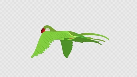 Flying Parrots Animation with Transparent Background. Colorful parrots flying  Stock Footage 325495786