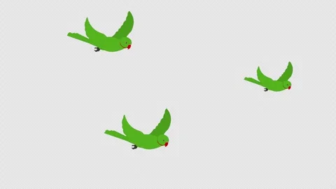 Flying Parrots Animation with Transparent Background. Colorful parrots flying Video stock 325498311
