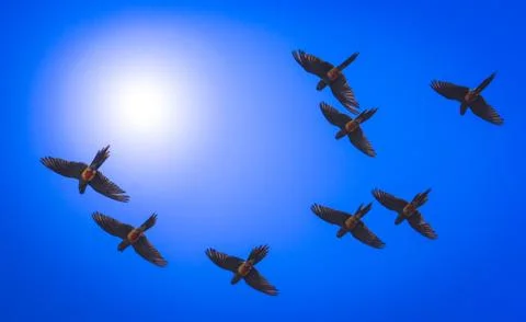 Flying parrots over blue sky Stock Photos