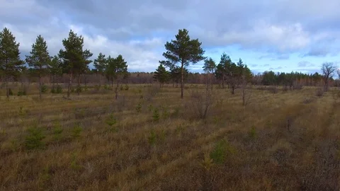 Flying past the great pine Video stock 99725619