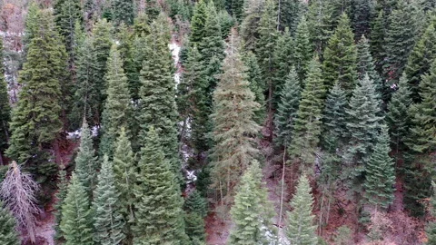 Flying Past Pine Trees on a Snow-covered Mountainside Video stock 147362265