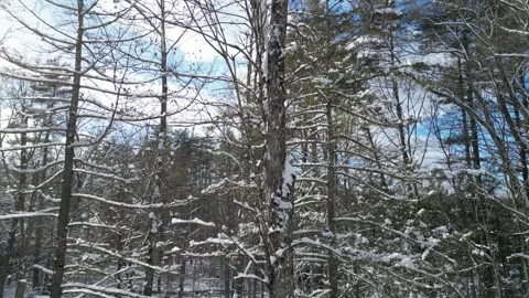 Flying past a snow covered tree in a forest during winter Stock Footage 300830800