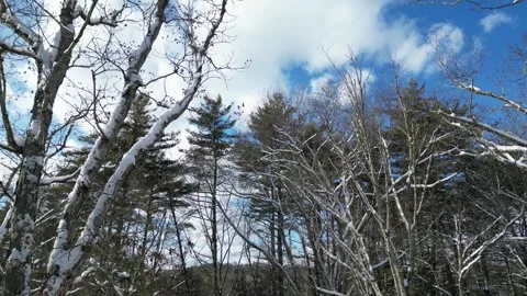 Flying past a snow covered tree in a forest during winter Stock Footage 300831417