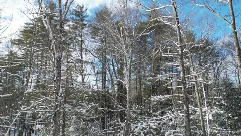 Flying past a snow covered tree in a forest during winter Stock Footage 300831441
