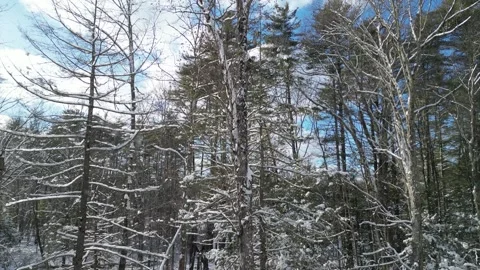 Flying past a snow covered tree in a forest during winter Stock Footage 300831713