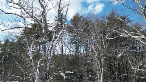 Flying past a snow covered tree in a forest during winter Stock Footage 300832476