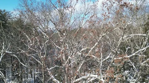 Flying past a snow covered tree in a forest during winter Stock Footage 300834130