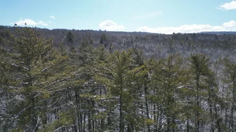 Flying past a snow covered tree in a forest during winter Stock Footage 300835174
