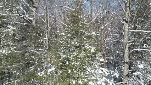 Flying past a snow covered tree in a forest during winter Stock Footage 300835934