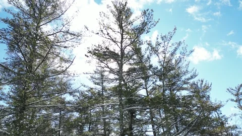 Flying past a snow covered tree in a forest during winter Stock Footage 300837455