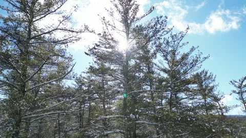 Flying past a snow covered tree in a forest during winter Stock Footage 300838653