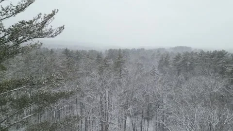 Flying past a snow covered tree in a forest during winter Stock Footage 300842323