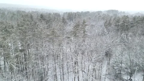 Flying past a snow covered tree in a forest during winter Stock Footage 300843108