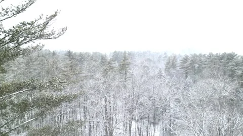 Flying past a snow covered tree in a forest during winter Stock Footage 300843283