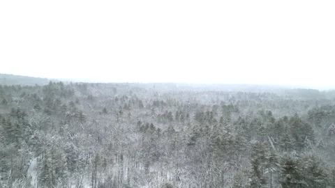 Flying past a snow covered tree in a forest during winter Stock Footage 300847696