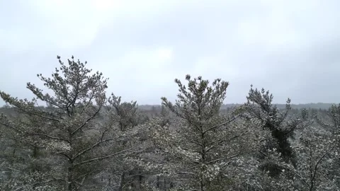 Flying past a snow covered tree in a forest during winter Stock Footage 300848153